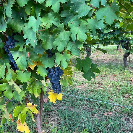 Il Girasole - Langhe 4*