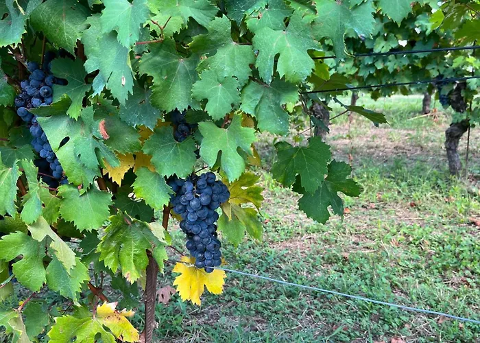 Il Girasole - Langhe 4*