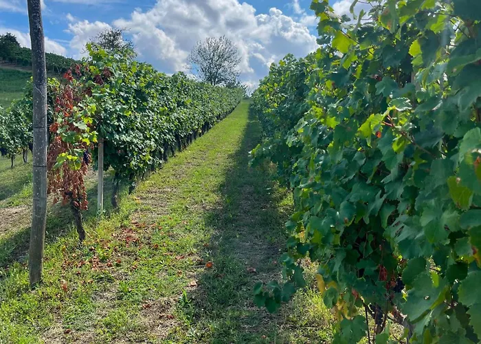 Konukevi Il Girasole - Langhe 4*